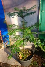 Abies grandis / Grand fir, grown from seed 4 years old tree