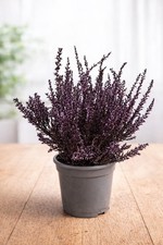 Live Purple Heather Calluna Vulgaris–Ready to Pot Hardy Autumn,Winter Colour