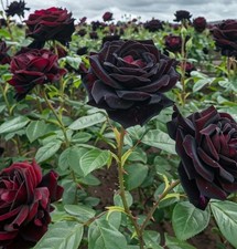 Rose 'Black Baccara', Fresh Potted 3L Ready to Plant 