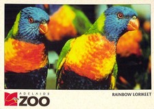 L1206 Australia SA Adelaide Zoo Rainbow Lorikeet Birds postcard