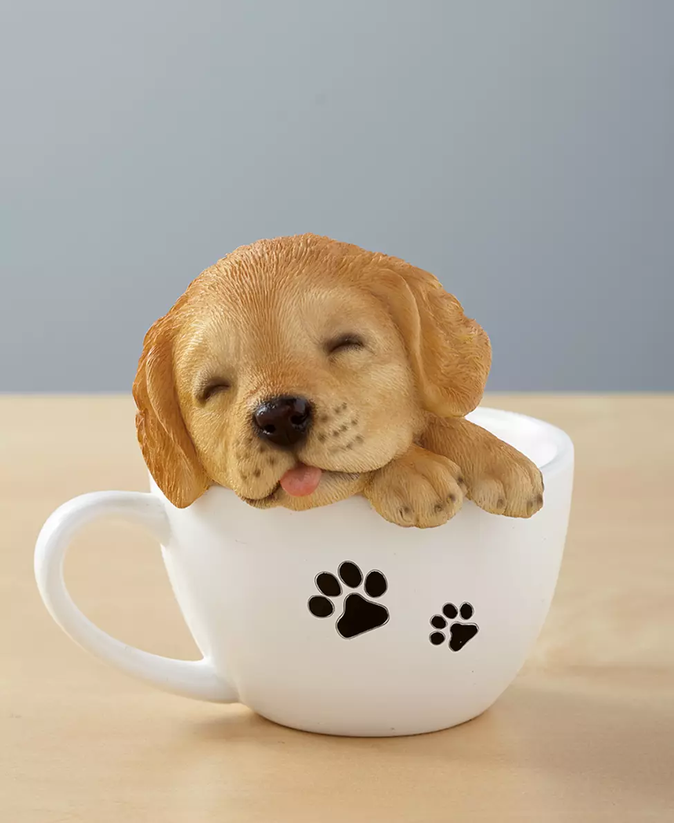 Golden retriever sale teacup puppies