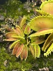 Venus Flytrap Wave Clip - Carnivorous Plant - Diflora Cultivar🔥 — photo 6