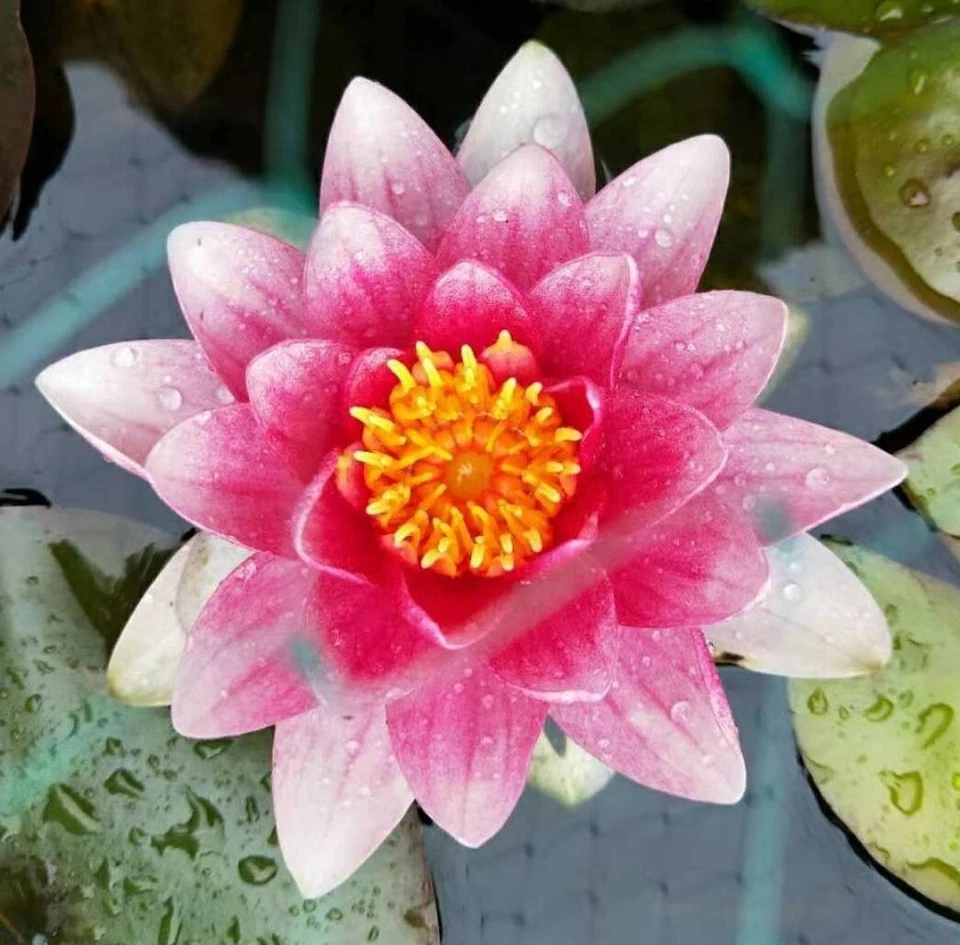 Water Lily - Nymphaea 'Pink Beauty' Live Plant - image 2 of 4