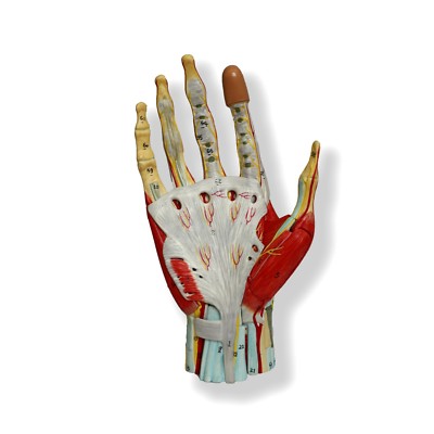 Advanced Anatomical Muscled Hand Joint Model - Medical Human Skeleton Anatomy