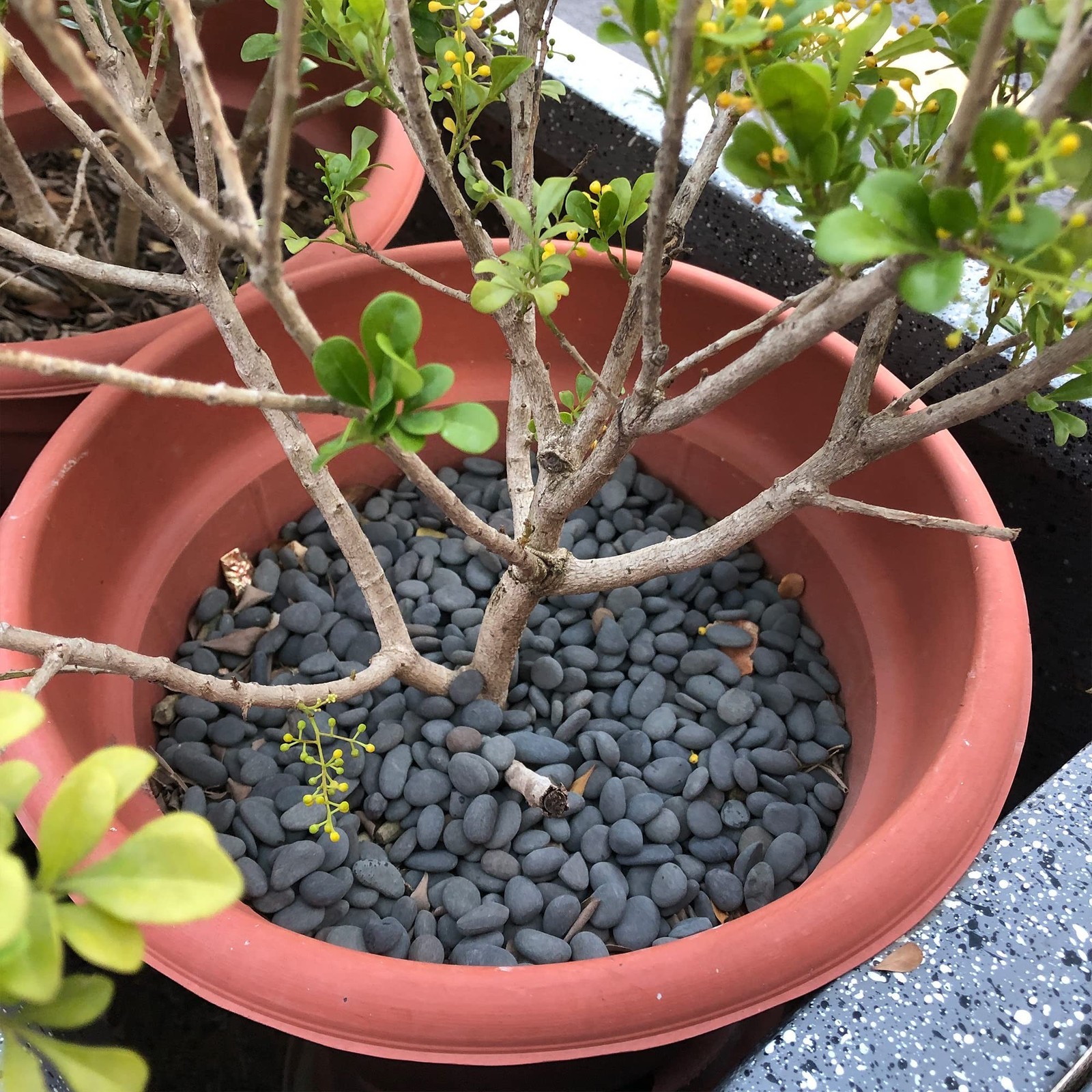 CJGQ Black River Rocks - 7lb Small Mexican Beach Pebbles for Succulents, Aqua...