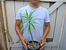 Euphorbia Lambii Succulent