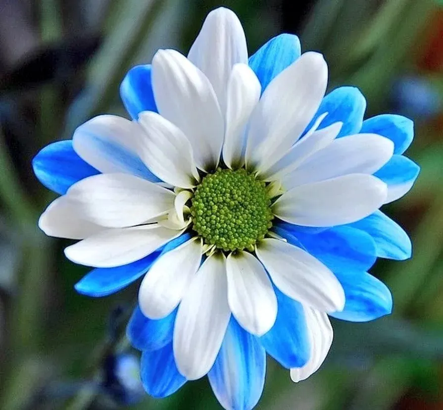 Rare White Blue Chrysanthemum Flower Seeds Heirloom Perennial