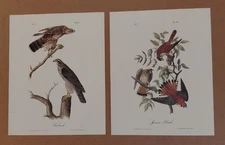 2 Audubon Octavo 1st Ed Goshawk Pl 23- Sparrow Hawk Pl 22 Birds of America Print