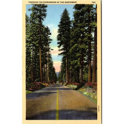 Through The Evergreens Of The Northwest Vintage Postcard SPO1