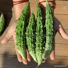 Bitter gourd seeds/Bitter melon/ Karela/ Balsam apple-pear India