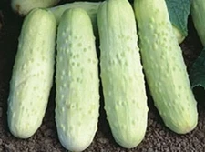 100+ WHITE WONDER CUCUMBER SEEDS -- HEIRLOOM -- ORGANIC - NON GMO --------- RARE