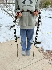 Antique Brass Sleigh Bells - Leather - Horse - 23 Bells