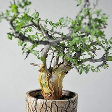Guggul TREE  Commiphora wightii fragrant resin bonsai rare myrrh seed  5 seeds