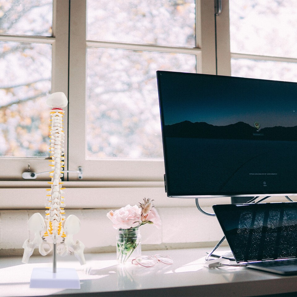 Spine Model for Doctor Vertebral Column Human Body Anatomy Practice eBay