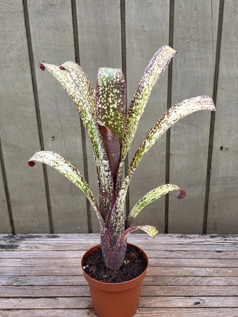 まぉん Billbergia A I x T など3点 Billbergia for sale - eBay