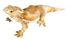 Pogo The Bearded Dragon Plush Stuffed Animal Toy for Kids and Collectors