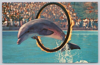 Bottle Nosed Porpoise Ring of Fire Jump Marineland of the Pacific CA Postcard