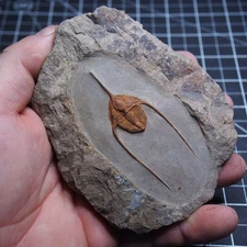 Trilobite Ampyx Lonchodomas Fossil Ordovician Morocco Arthropods