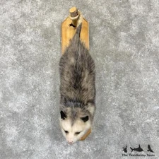 #29939 E | Wall-Hanging Opossum Taxidermy Mount For Sale