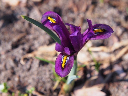 10x Iris Reticulata PAULINE Spring Flowering Bulbs Garden Dwarf Perennial Flower - Picture 8 of 8