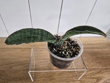 Sansevieria Cleopatra RARE Snake Plant 5"  4" Leafs in 2.5" Pot