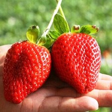- Seeds Giant Garden Strawberry - Everbearing Fruits for Planting - GMO