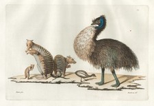 Emu Opossum Australia animals Aquatinta akwatinta akwatyna ferrario 1820