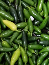 Jalapeno TAM Pepper Seeds 50 HOT Vegetable NON-GMO HEIRLOOM USA FREE S H