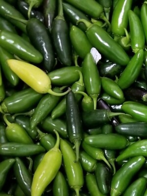 50+ Mammoth Jalapeno Hot Pepper Seeds – Heirloom – Fresh – Free Shipping