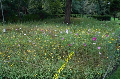 Foto A3 Wildblumenecke bei Rufford Old Hall nicht echt aber gut c2021