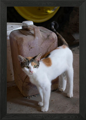 Scheune Katze Gerahmtes Wandbild Poster Leinwanddruck Bild