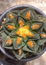 7cm Rare live house Plant Ariocarpus Fis Hybi...