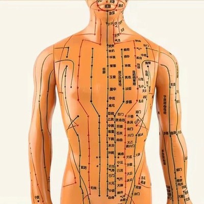 35cm Male/Female Human Body Acupuncture Meridian Model TCM