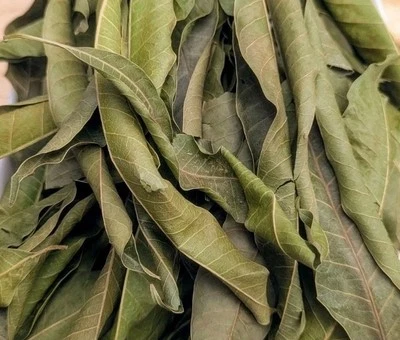 100% PURE Organic 55 Dried Mango Leaves Nature’s gift Health and Wellness!