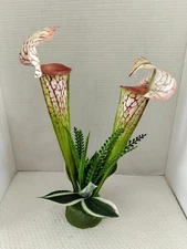 Pitcher plant table Decoration