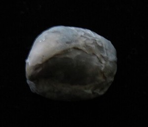 Brachiopod-Whitfieldella nitida- Silurian- Waldron, Indiana