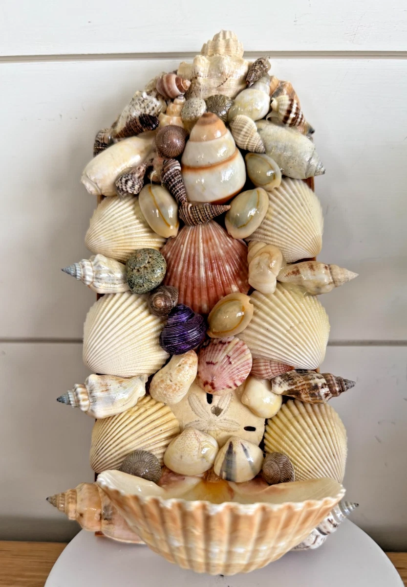 收藏贝壳装饰| eBay