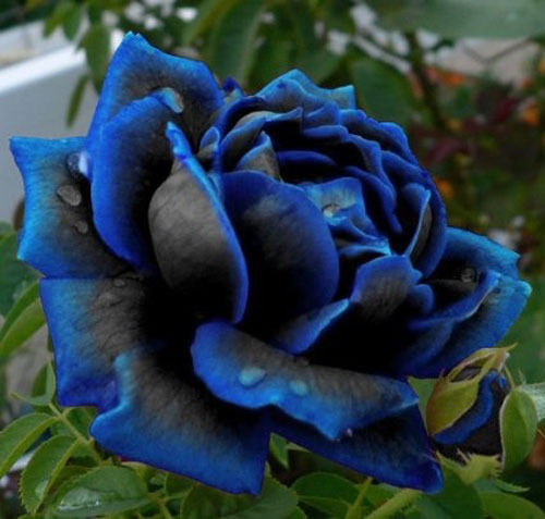 Mitternachtsblaue Rosenblumensamen, seltene Gartenpflanze, (1 kaufen und 1 15% Rabatt erhalten) - Bild 1 von 11