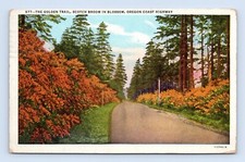 Golden Trail Scotch Broom Blossoms Oregon Coast Highway OR Linen Postcard N3
