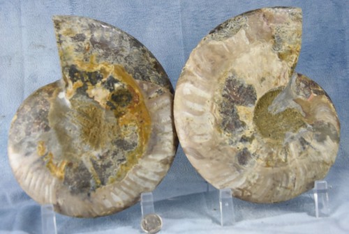 Large Ammonite Pair Great Crystals 180mm XXXL 7.1" Dino age FOSSIL 110myo 4352yt - Picture 15 of 16