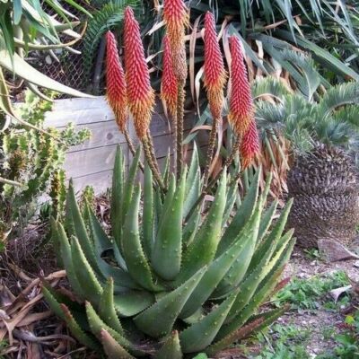 Aloe aculeata Ngopanie アロエ アクレアータゴッパニー Aloe aculeata - Ngopanie Aloe - Quinta dos Ouriques