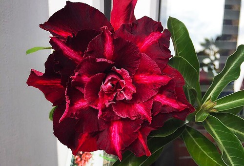 ADENIUM YOU JOAO WUSTENROSE SUCCULENT - Bild 13 von 13