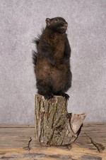 Black Squirrel SKU 3315