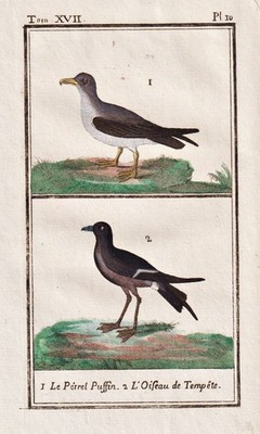 Papageientaucher Puffin Vogel bird oiseau Vögel birds oiseaux Kupferstich Buffon