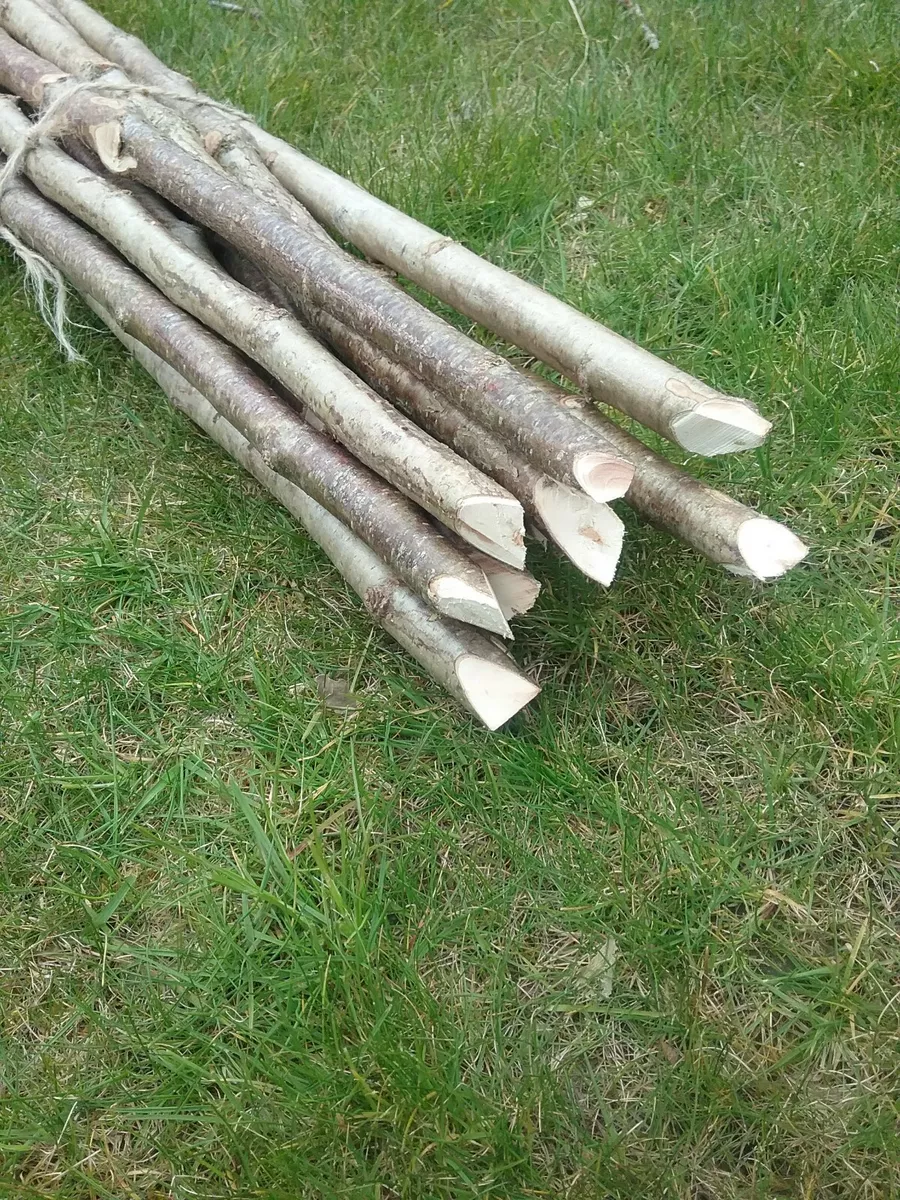 8ft Hazel Bean Poles informacionpublica.svet.gob.gt