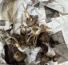 Arisaema fimbriatum ssp. bakerianum - 1 tuber