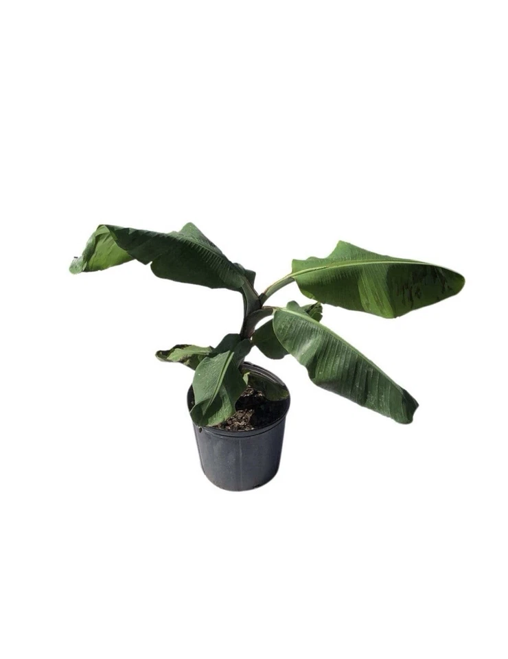 Apple Banana Manzano Banana Tree - Image 3 of 3