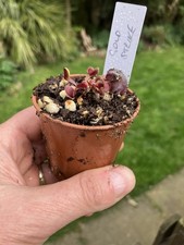 Venus Fly Trap, Dionaea muscipula GOLD STRIKE   in a 6cms Pot