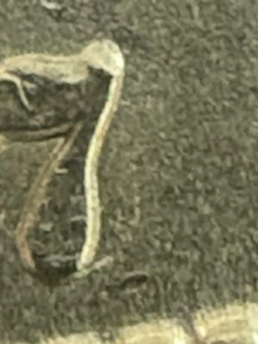 1887/6 O Van 3 AU 53 Morgan Silver Dollar Super Rare