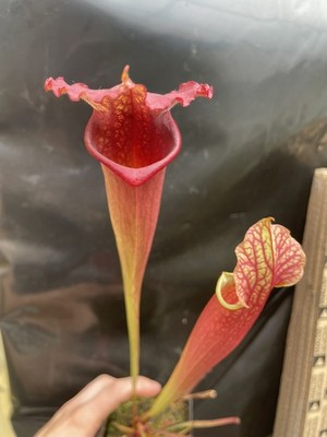  Sarracenia Redman x (Kilimanjaro x Lunchbox)